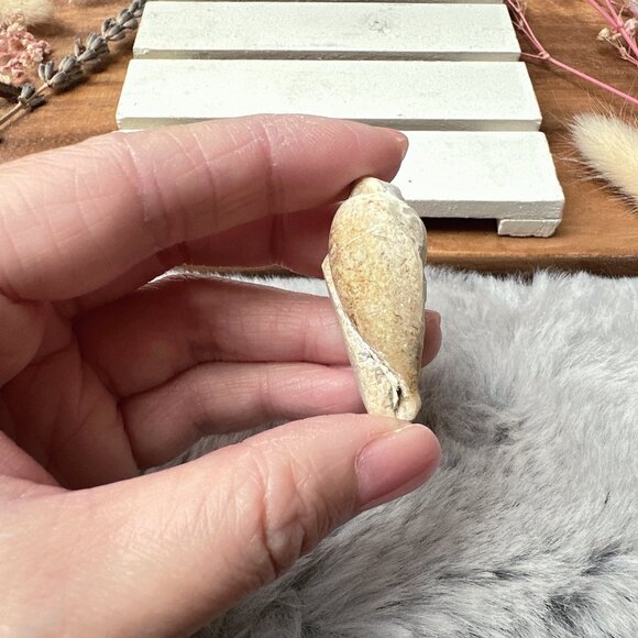 Beautiful Mini Fossil Shell - Picture 6 of 6